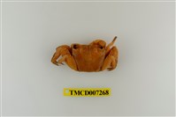 藏品(斑點擬相手蟹)的圖片